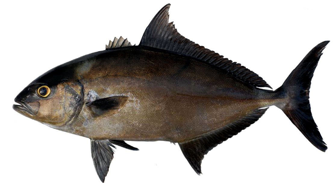 Seriola rivoliana_002